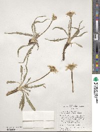 Agoseris parviflora image