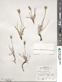 Agoseris parviflora image