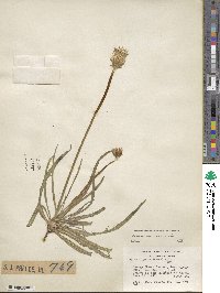 Agoseris parviflora image