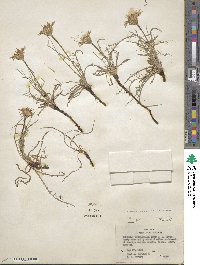 Agoseris parviflora image