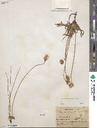 Agoseris parviflora image