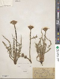 Agoseris parviflora image