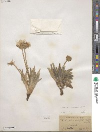 Agoseris parviflora image