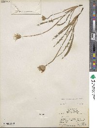 Agoseris parviflora image