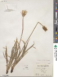 Agoseris parviflora image