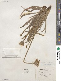 Agoseris parviflora image