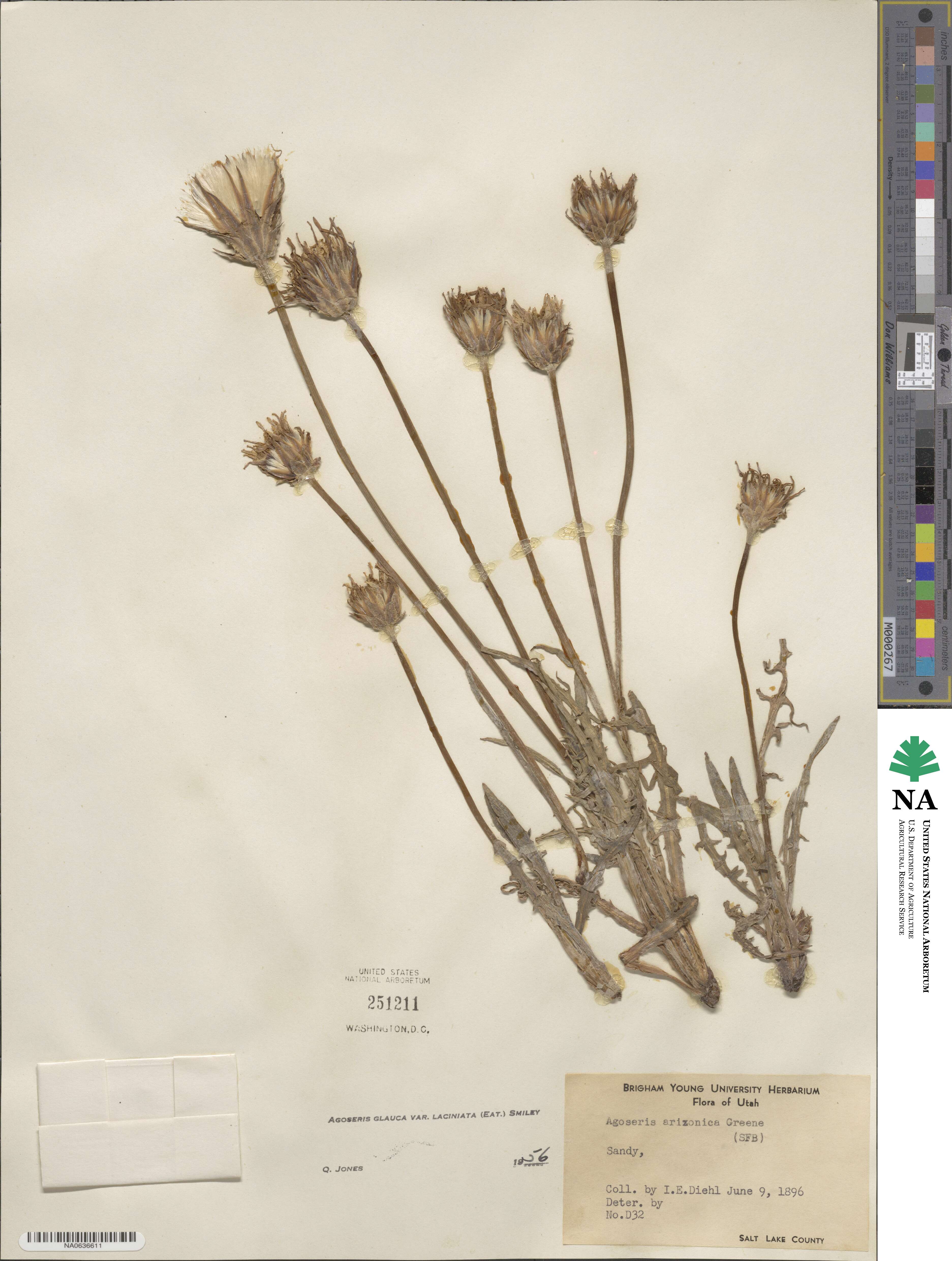 Agoseris parviflora image