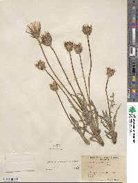 Agoseris parviflora image