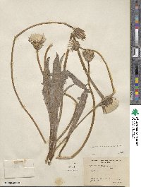 Agoseris parviflora image