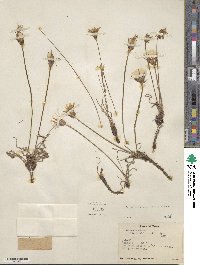 Agoseris parviflora image