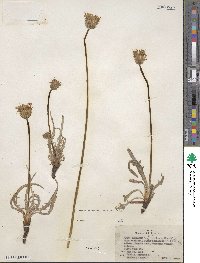 Agoseris parviflora image