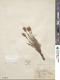 Agoseris parviflora image