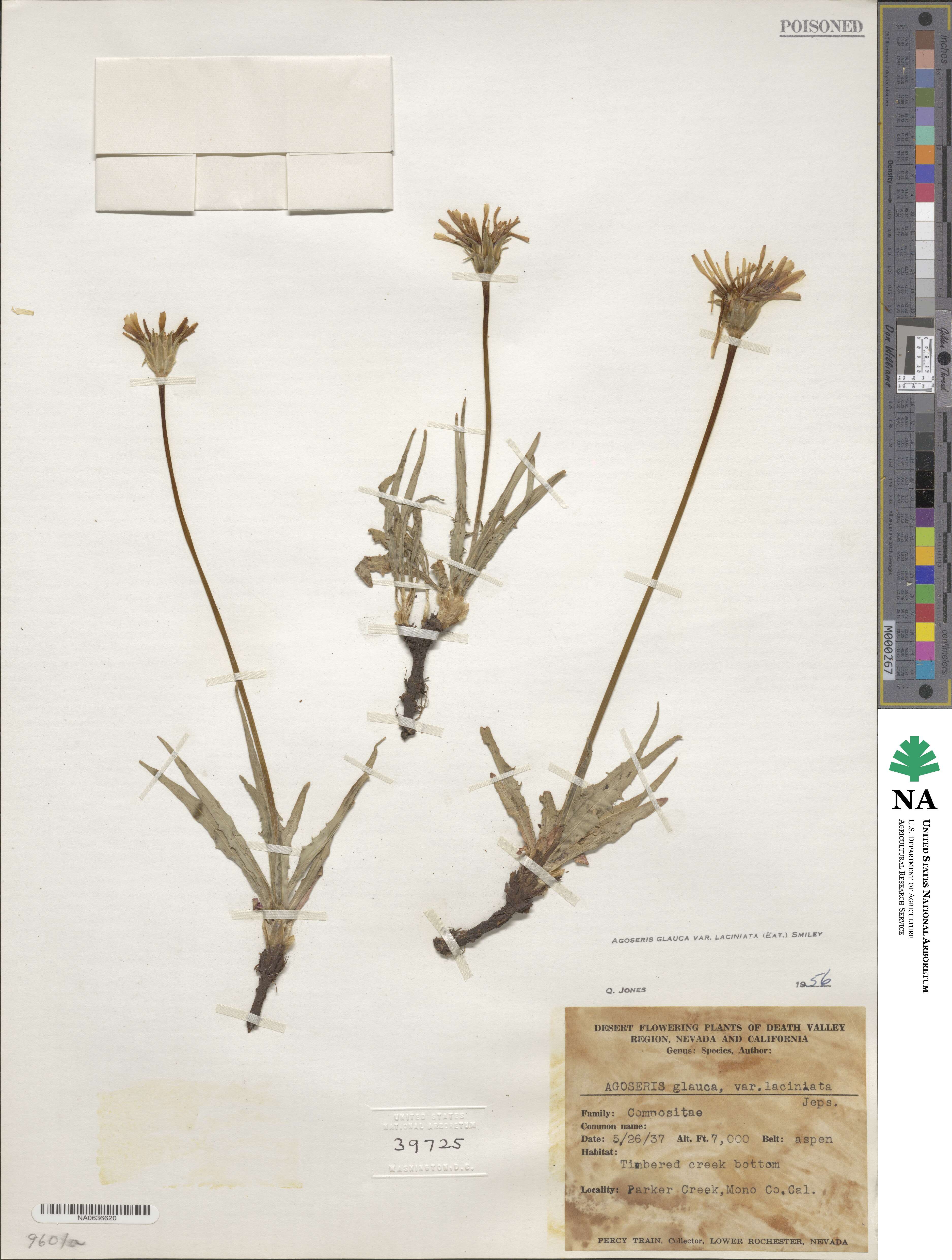 Agoseris parviflora image
