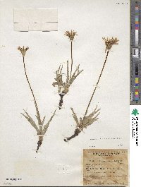 Agoseris parviflora image