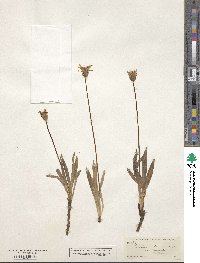 Agoseris parviflora image