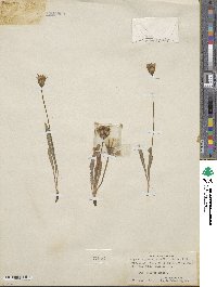 Agoseris parviflora image