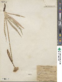 Agoseris parviflora image