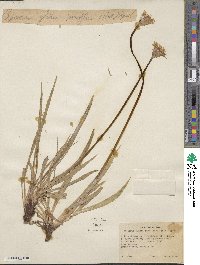 Agoseris parviflora image