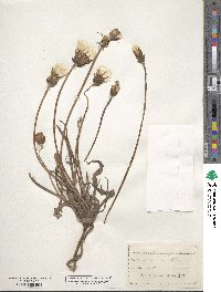 Agoseris glauca image