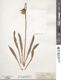 Agoseris glauca image