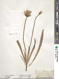 Agoseris glauca image