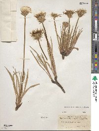 Agoseris glauca image