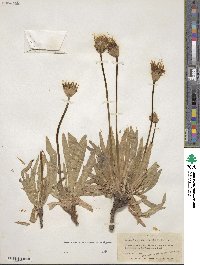 Agoseris glauca image