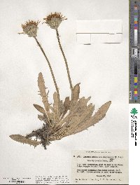 Agoseris glauca image