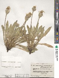 Agoseris glauca image