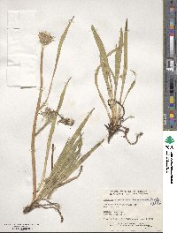 Agoseris glauca var. dasycephala image