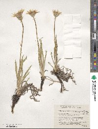 Agoseris glauca var. dasycephala image