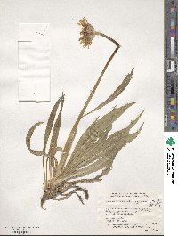 Agoseris glauca image