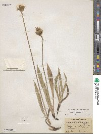 Agoseris glauca image