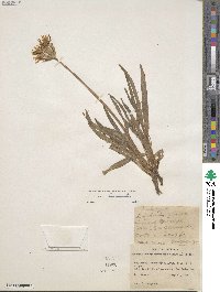 Agoseris glauca image