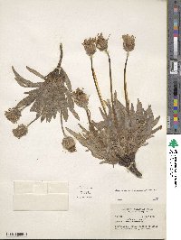 Agoseris glauca image