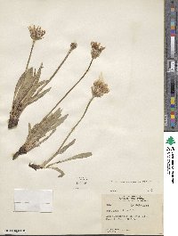 Agoseris glauca var. dasycephala image