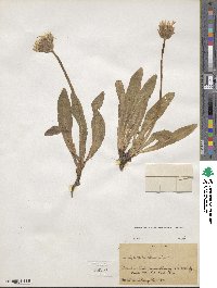 Agoseris glauca var. dasycephala image