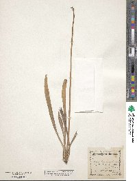 Agoseris glauca var. glauca image