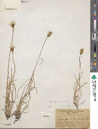 Agoseris glauca var. glauca image