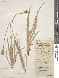 Agoseris glauca var. glauca image