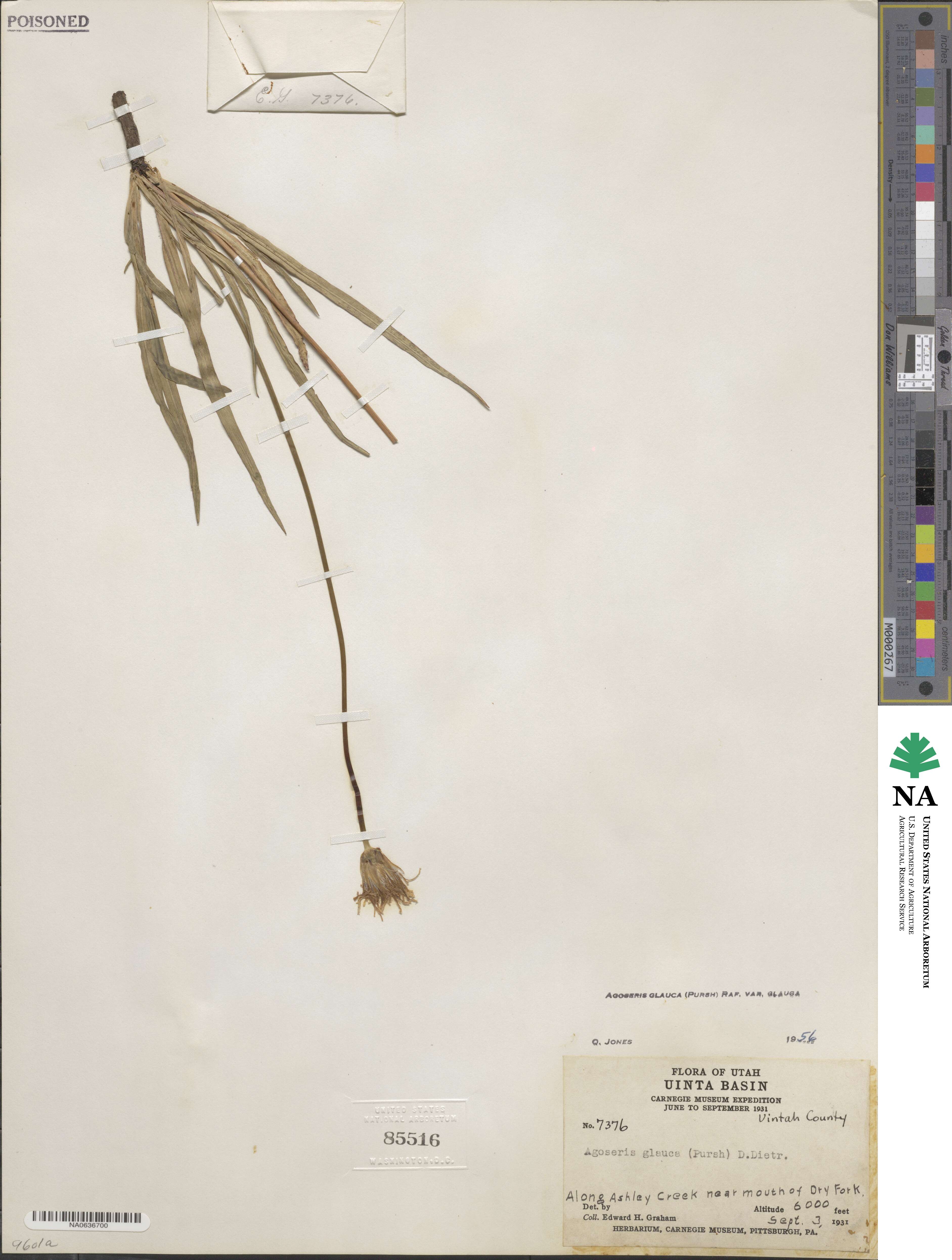 Agoseris glauca var. glauca image