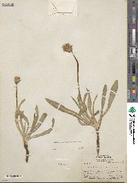 Agoseris glauca var. glauca image