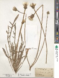 Agoseris glauca var. glauca image