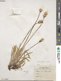 Agoseris glauca image