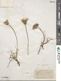 Agoseris glauca image