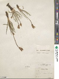 Agoseris glauca var. glauca image