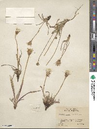 Agoseris glauca var. glauca image