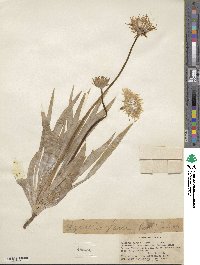 Agoseris glauca var. glauca image