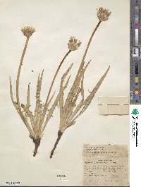 Agoseris glauca image