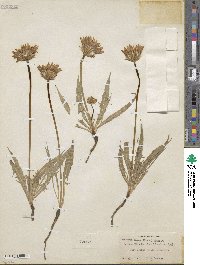 Agoseris glauca var. glauca image